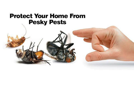 Muscle Bug Pest Control